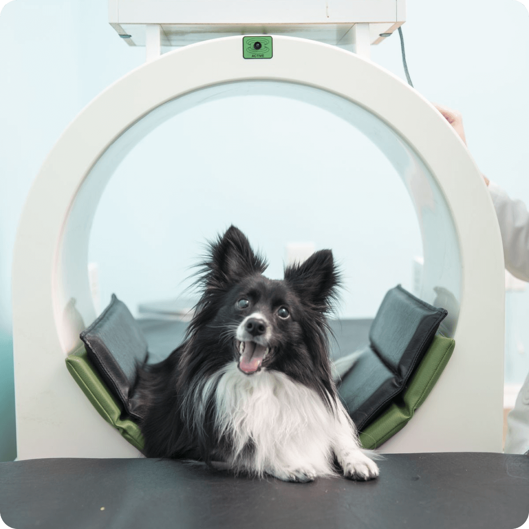 kepalkoto vizsgalatok