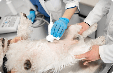 ultrahang vizsgalatok